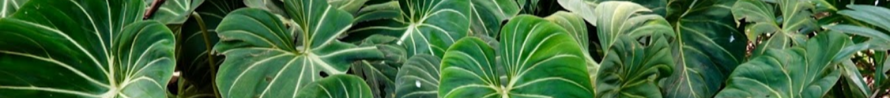 Plant Vibrations with Devin Wallien Banner