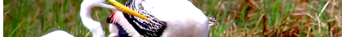 Field wild bird Banner