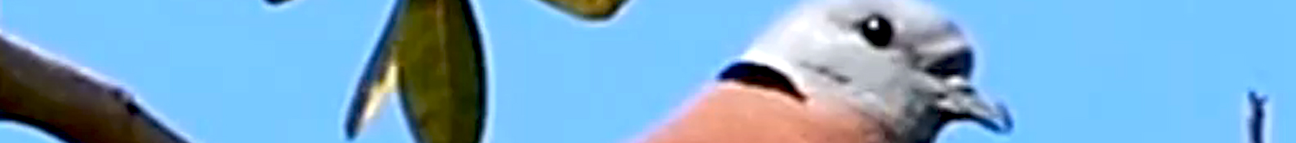 Dove Forest Banner