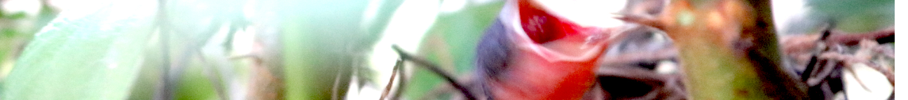 NestingNation Banner