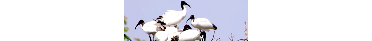 AvianAdventures Banner