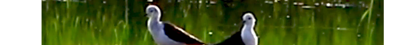 NestingWithCuckoos Banner