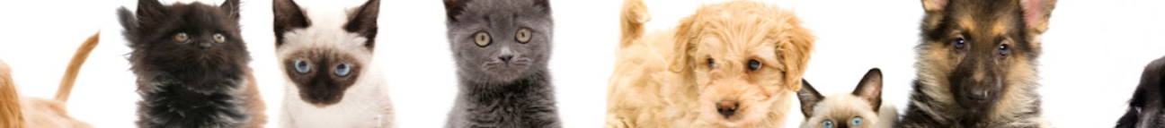 pettime.net Banner