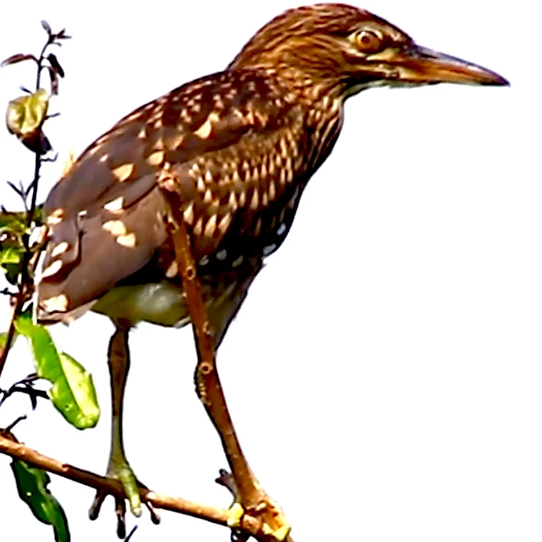 All bird life Logo
