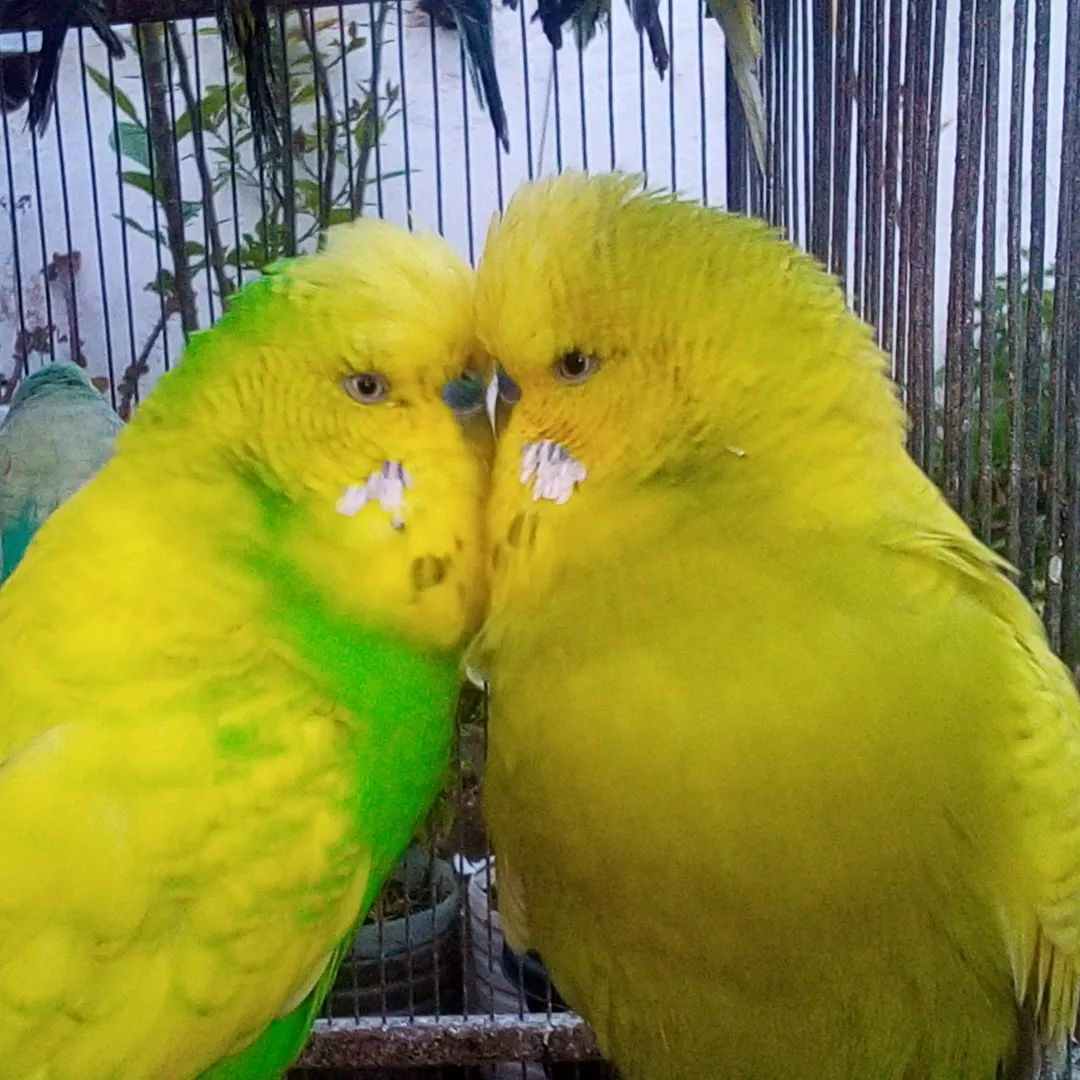 Parakeet of Budgie Logo