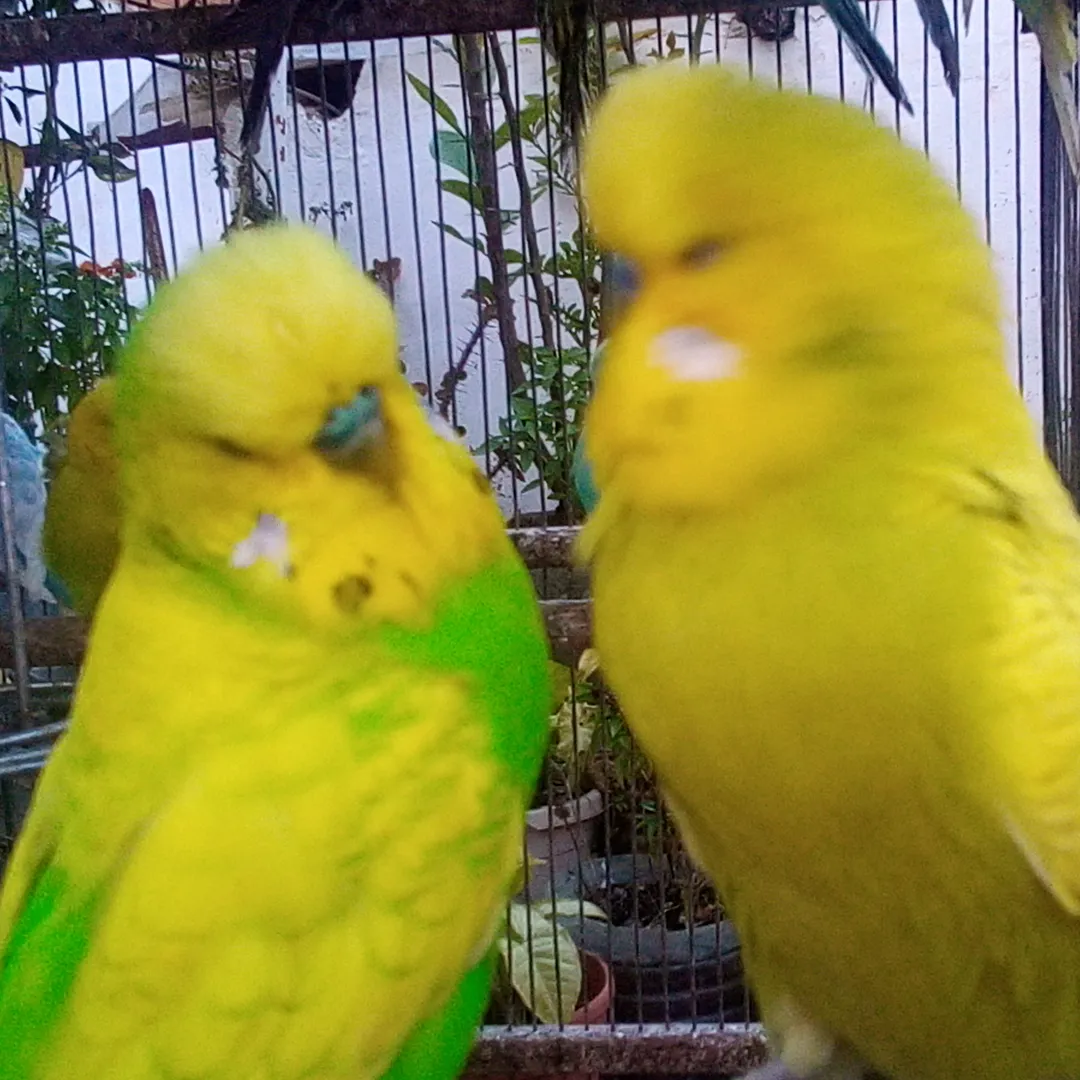 World of Budgie Logo