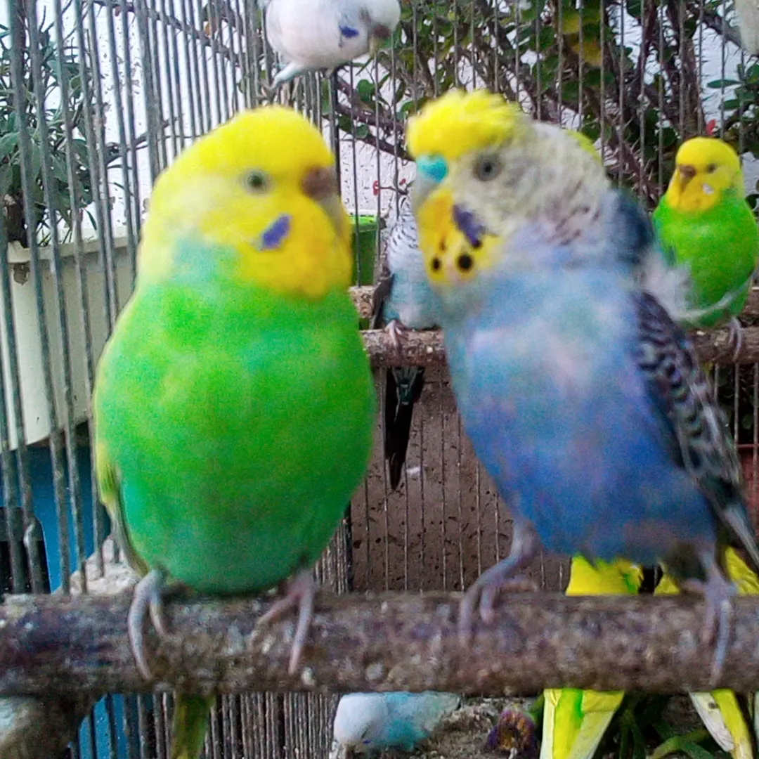 Channel Budgie tv Logo