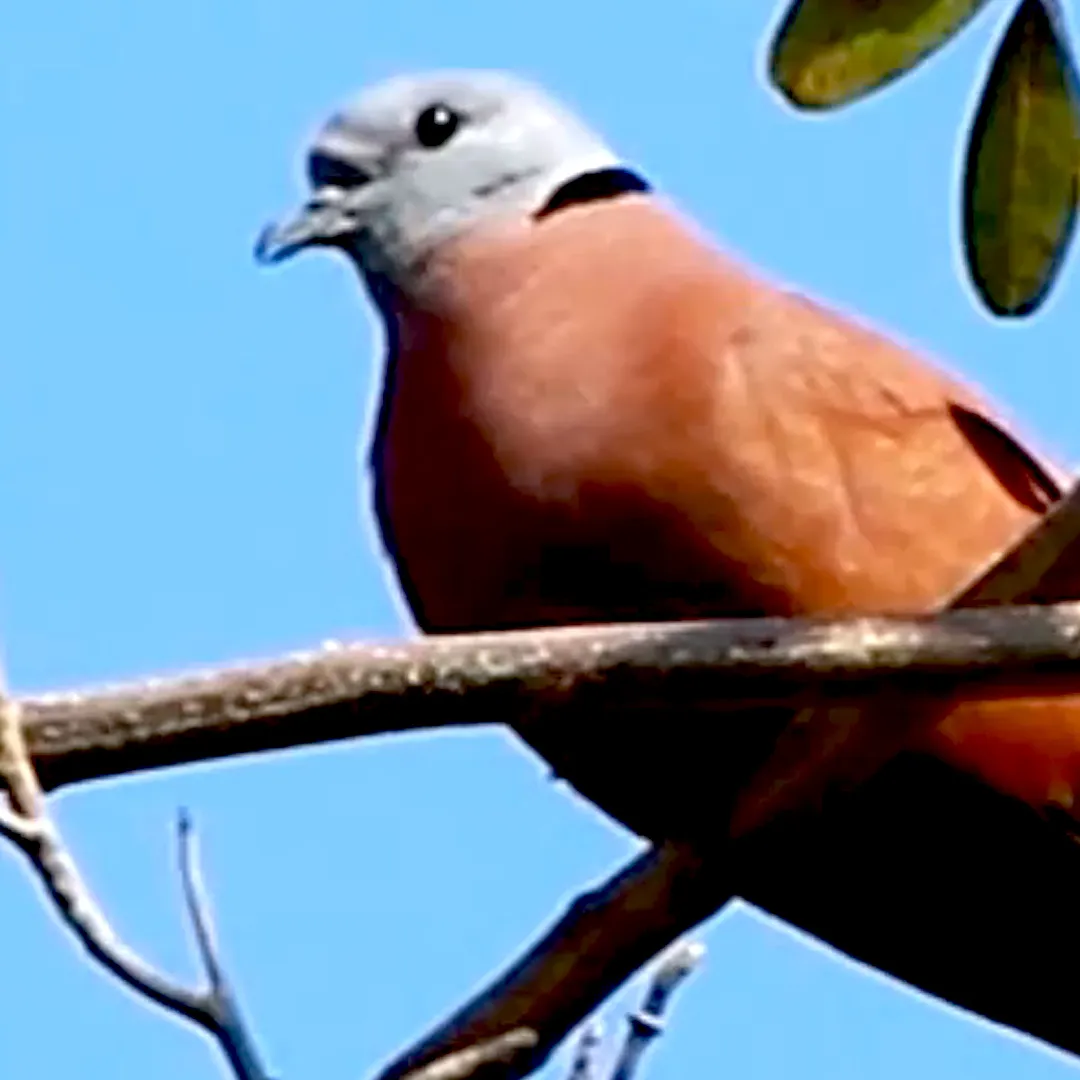 Dove Forest Logo