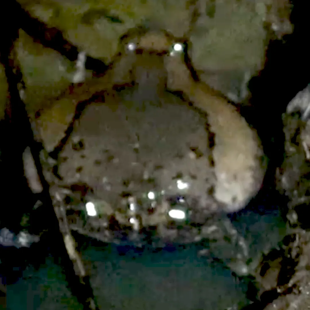 Frog-Insect in field Logo