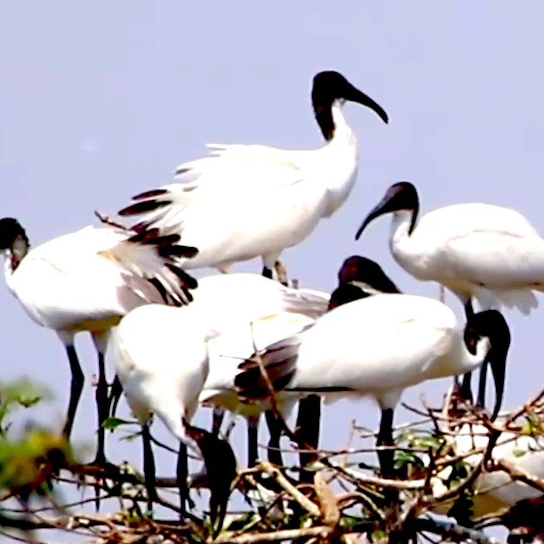 AvianAdventures Logo