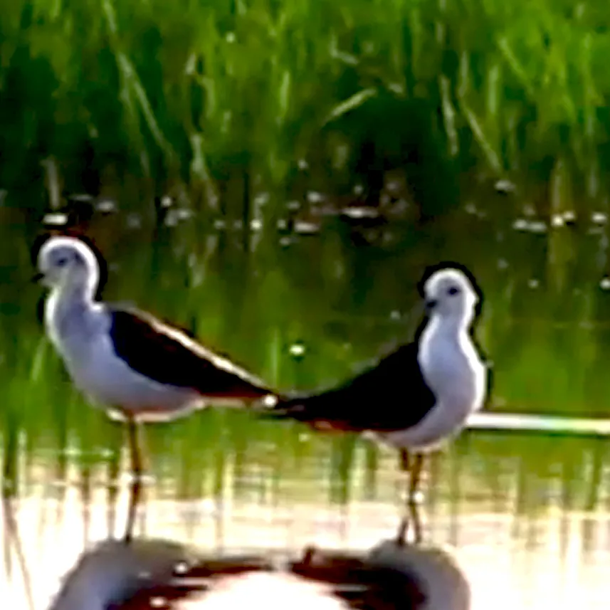 NestingWithCuckoos Logo