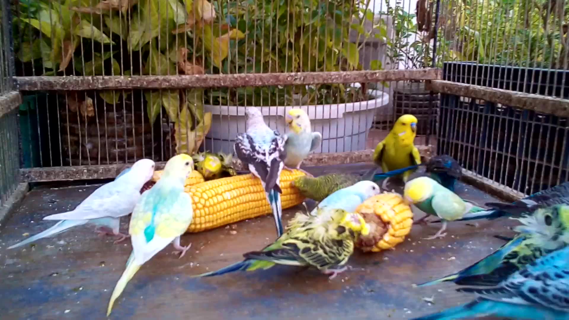 'Video thumbnail for 🦜 Compare These Rare Parrot Breeds – Which Is the Most Beautiful'