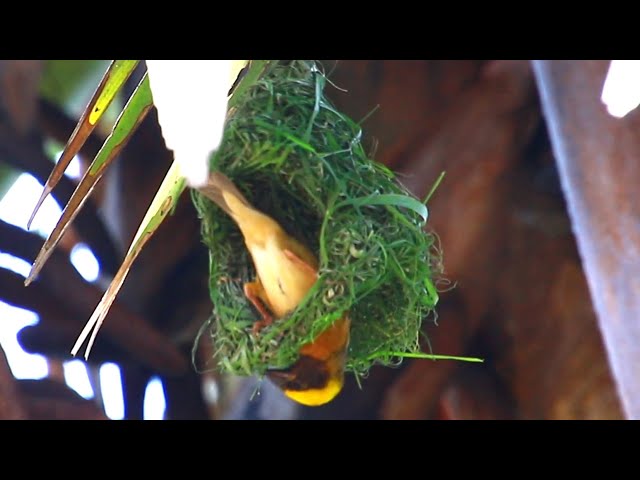 'Video thumbnail for maya bird made nest for egg & baby bird'