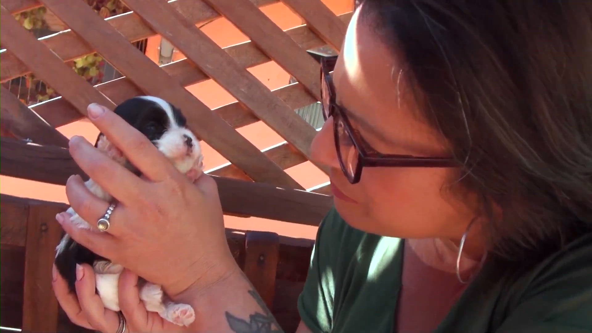 'Video thumbnail for CAVAPOO, A MISTURA FOFA DE CAVALIER E POODLE! '