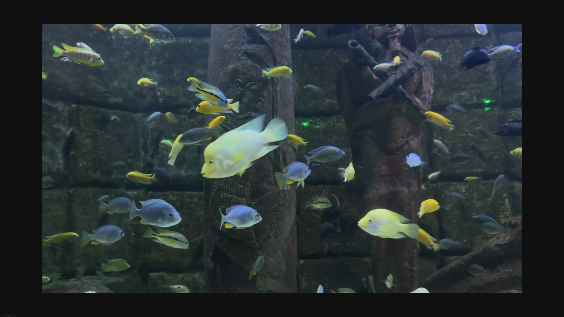 Video thumbnail for Low Maintenance Fish: Easy-to-Care-For Species for Your Tank