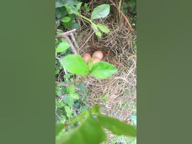 'Video thumbnail for #topbird #birdspotting #birdslover #birdwatch #wildlife #birdwatching #nature #birdfeeding #birdsoun'