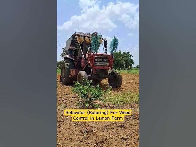 Video thumbnail for Rotavator (Rotoring) for Weed Control in Lemon Farm #farm #tirthaagro #lemon #3rdJune2025