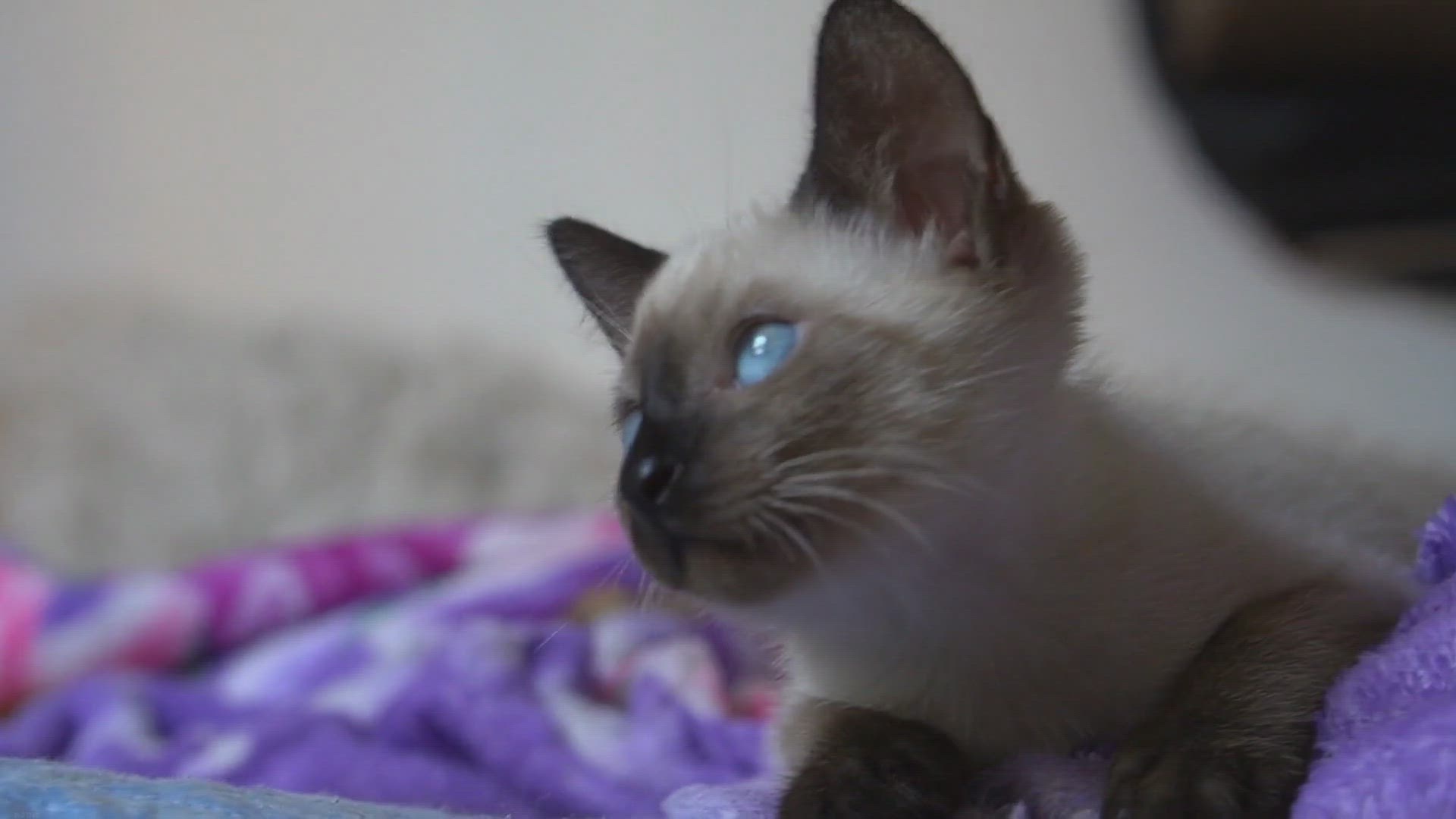 Video thumbnail for Can Siamese Cats See Color? Unveiling the Feline World of Hues