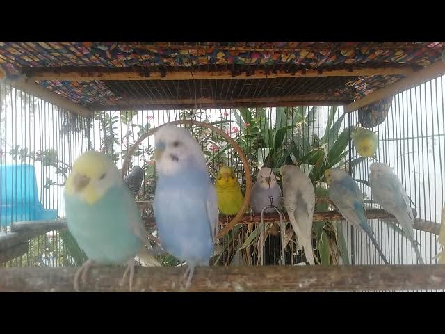 Video thumbnail for おうちの果物でできる🍓インコのごほうびレシピ💚