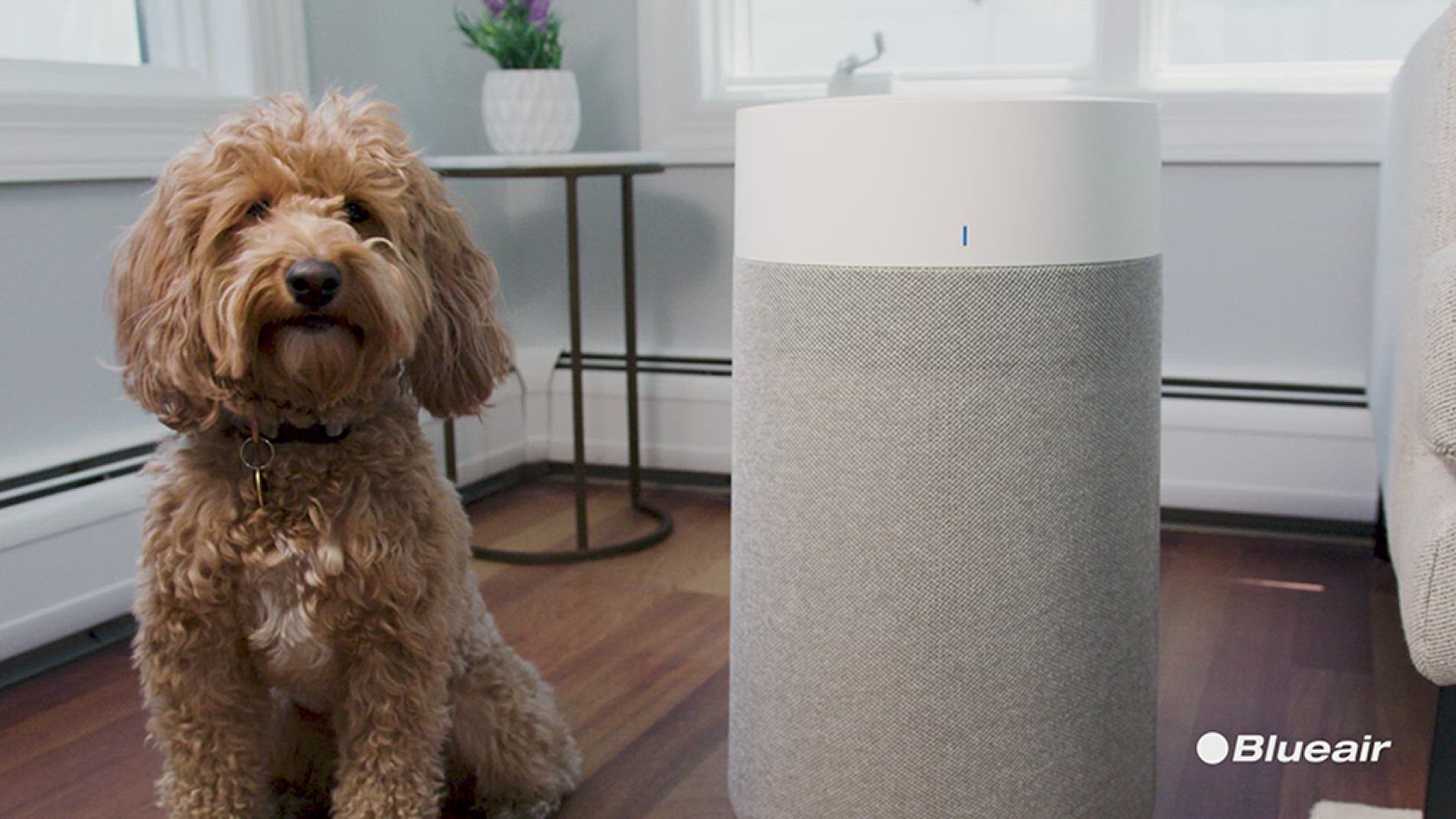 'Video thumbnail for BLUEAIR Air Purifiers for Large Home Room, HEPA Silent Air Purifiers for Bedroom'