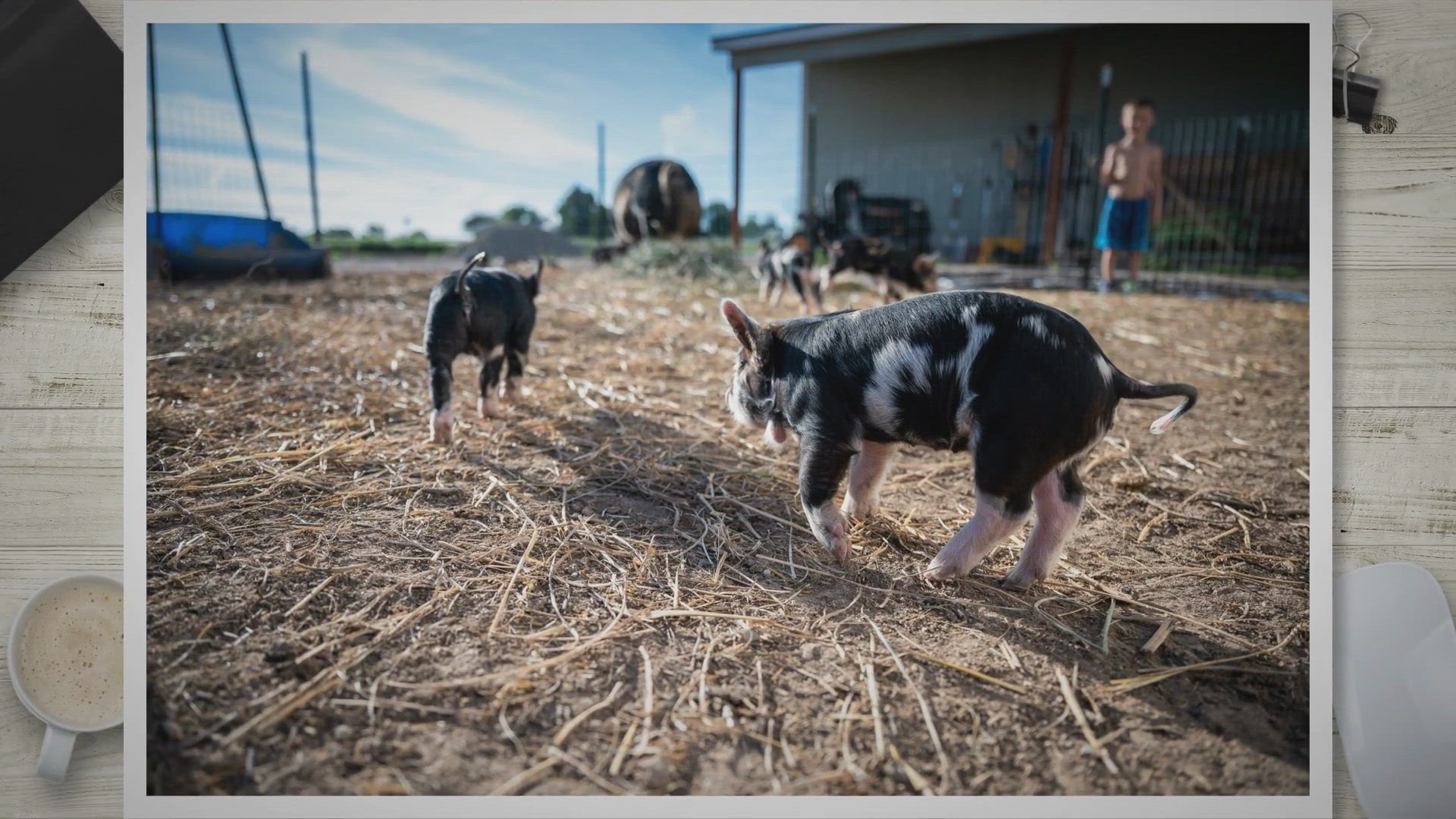 Video thumbnail for Exploring Petco's Rabbit Selection: A Comprehensive Guide