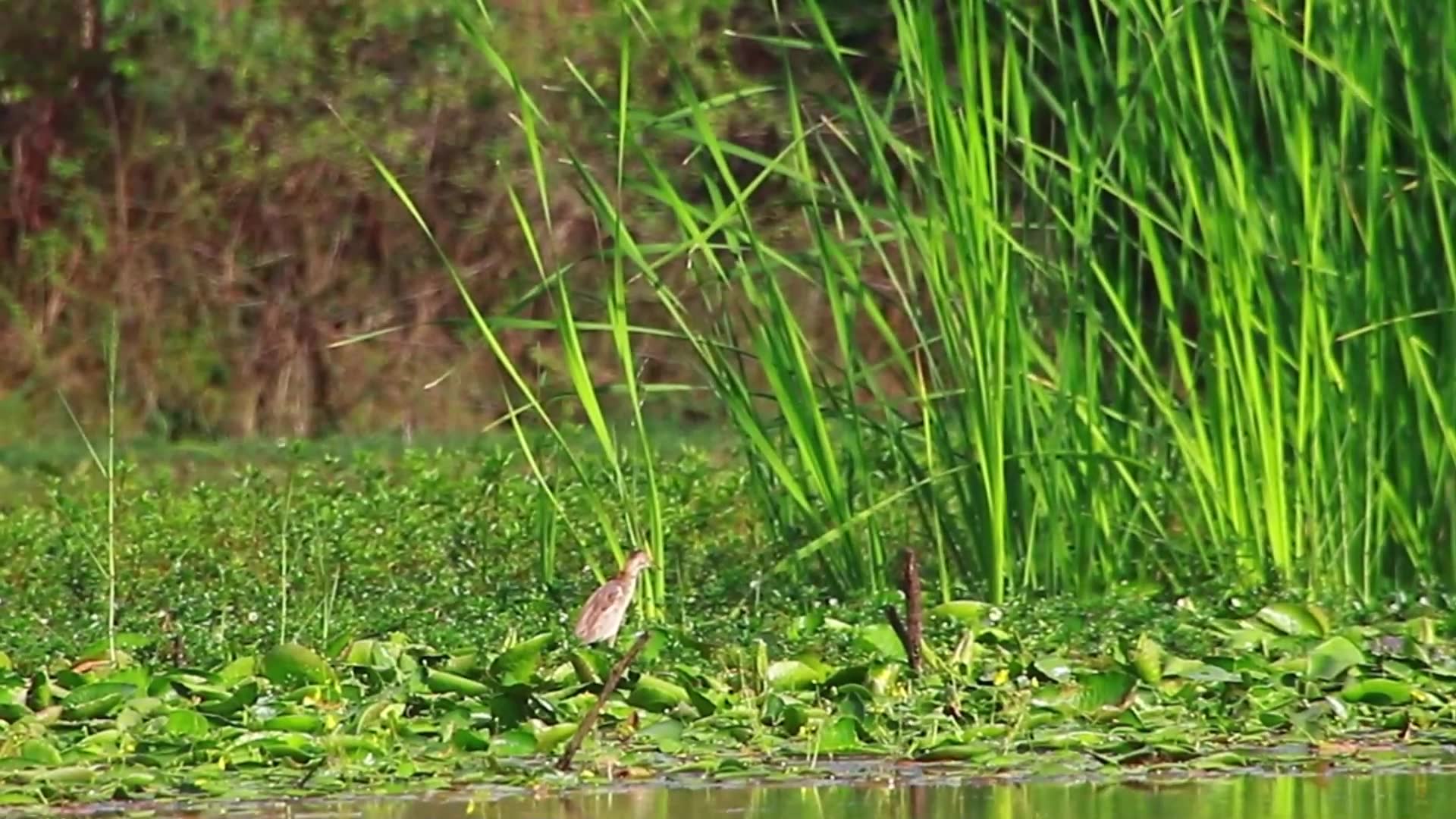 Video thumbnail for Small bird underwater lake to wait catch fish eat
