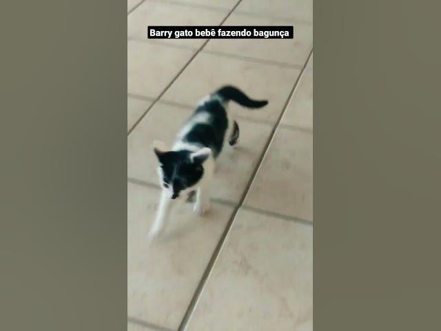 Video thumbnail for Bebê barry gato bagunceiro. #cats #shorts #shortsvideo #gatos #imbituba
