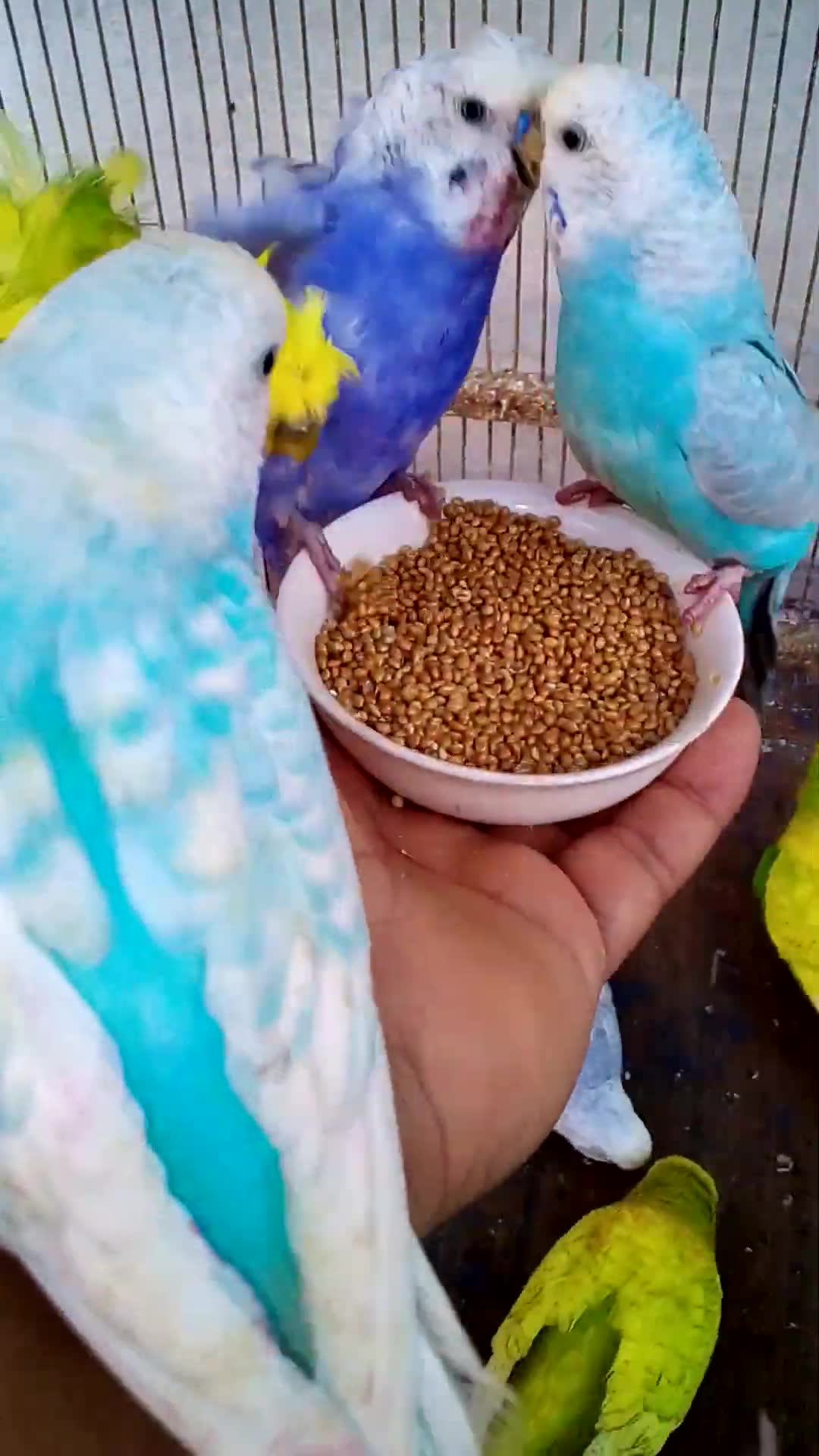 'Video thumbnail for This Amazon bird toy is SO COOL#birds#parrot #birdslover #budgis #lovebirds #budgiegar #cute #health'