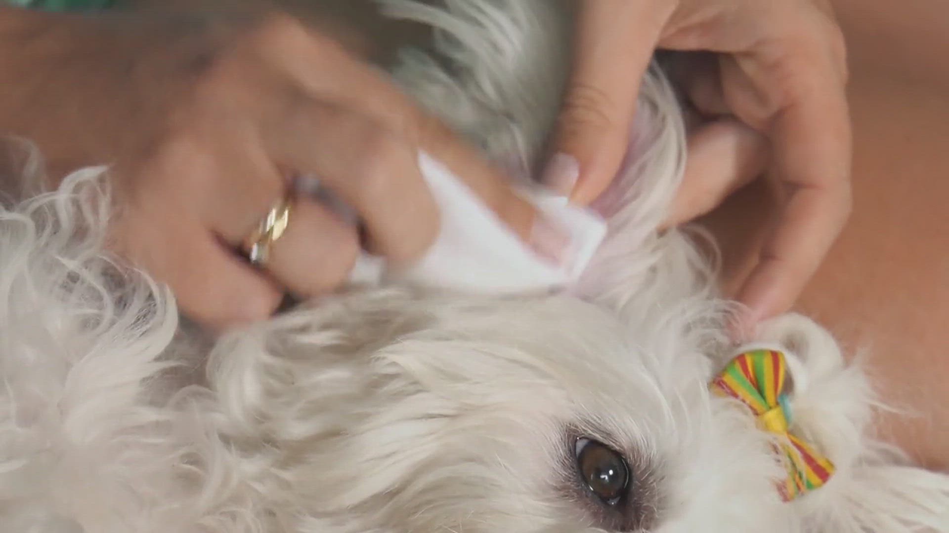 Puppy teething smelly store breath