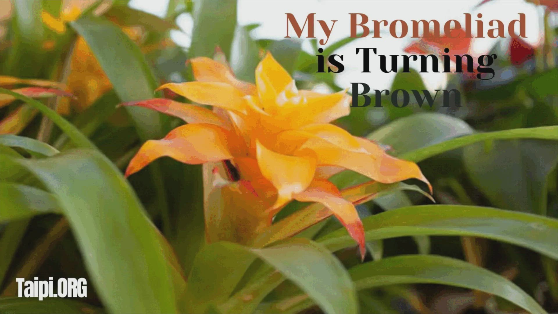 Video thumbnail for Why is My Bromeliad Turning Brown?
