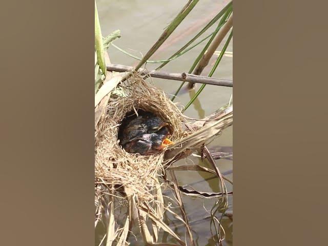 'Video thumbnail for [ EP#171 ]  Baby cuckoo bird is trying to eat in nest #shorts #birdslover #birds #birdsounds'