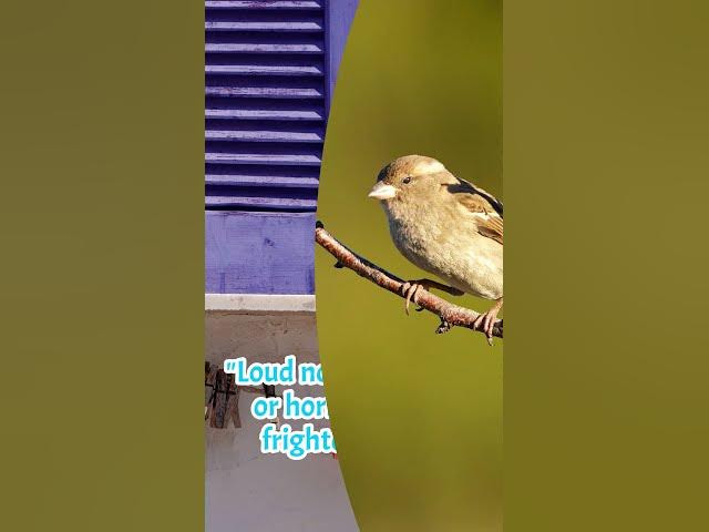 Video thumbnail for Sparrow PROBLEMS? I've Got 6 EASY SOLUTIONS That Actually WORK!