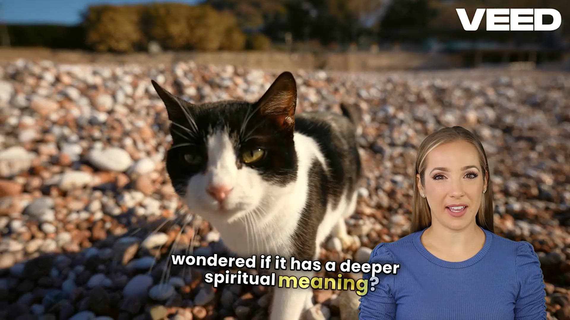 'Video thumbnail for Discover 20 Biblical Meanings of Black Cats'