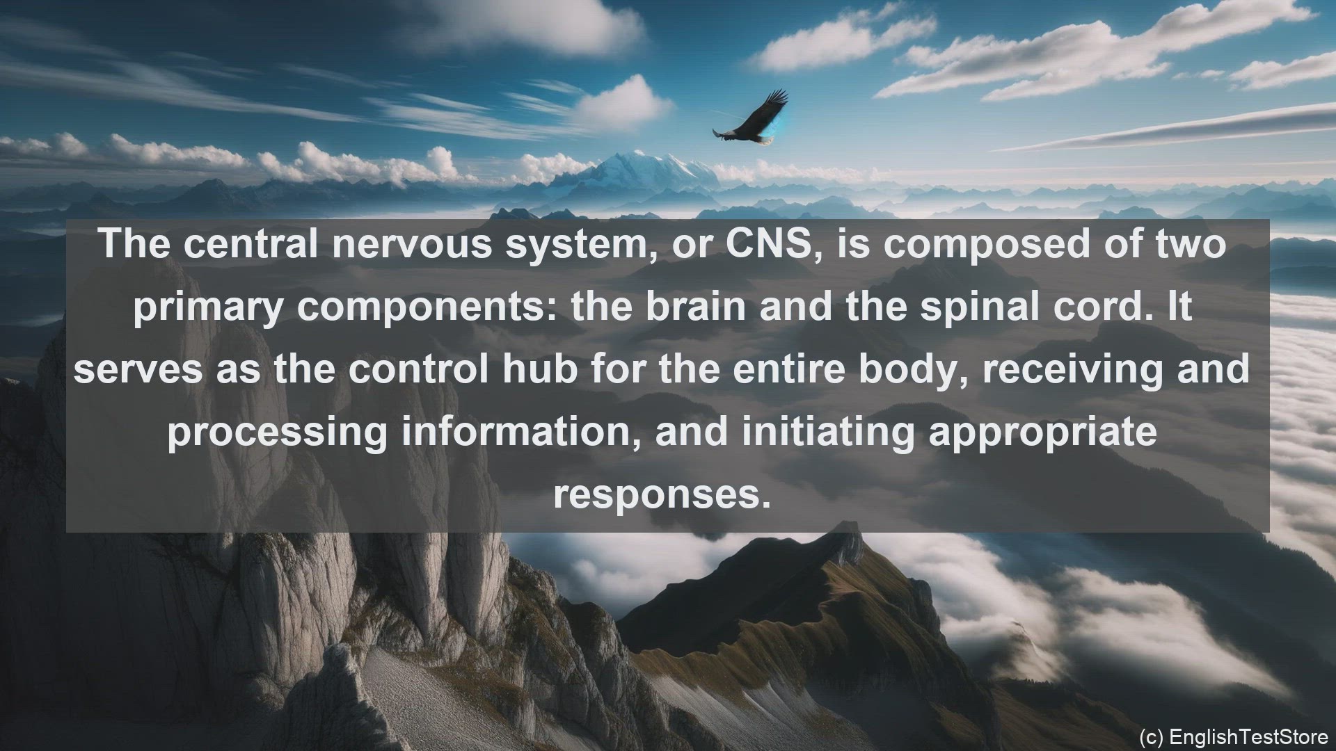 'Video thumbnail for Central nervous system in science  definition and examples'