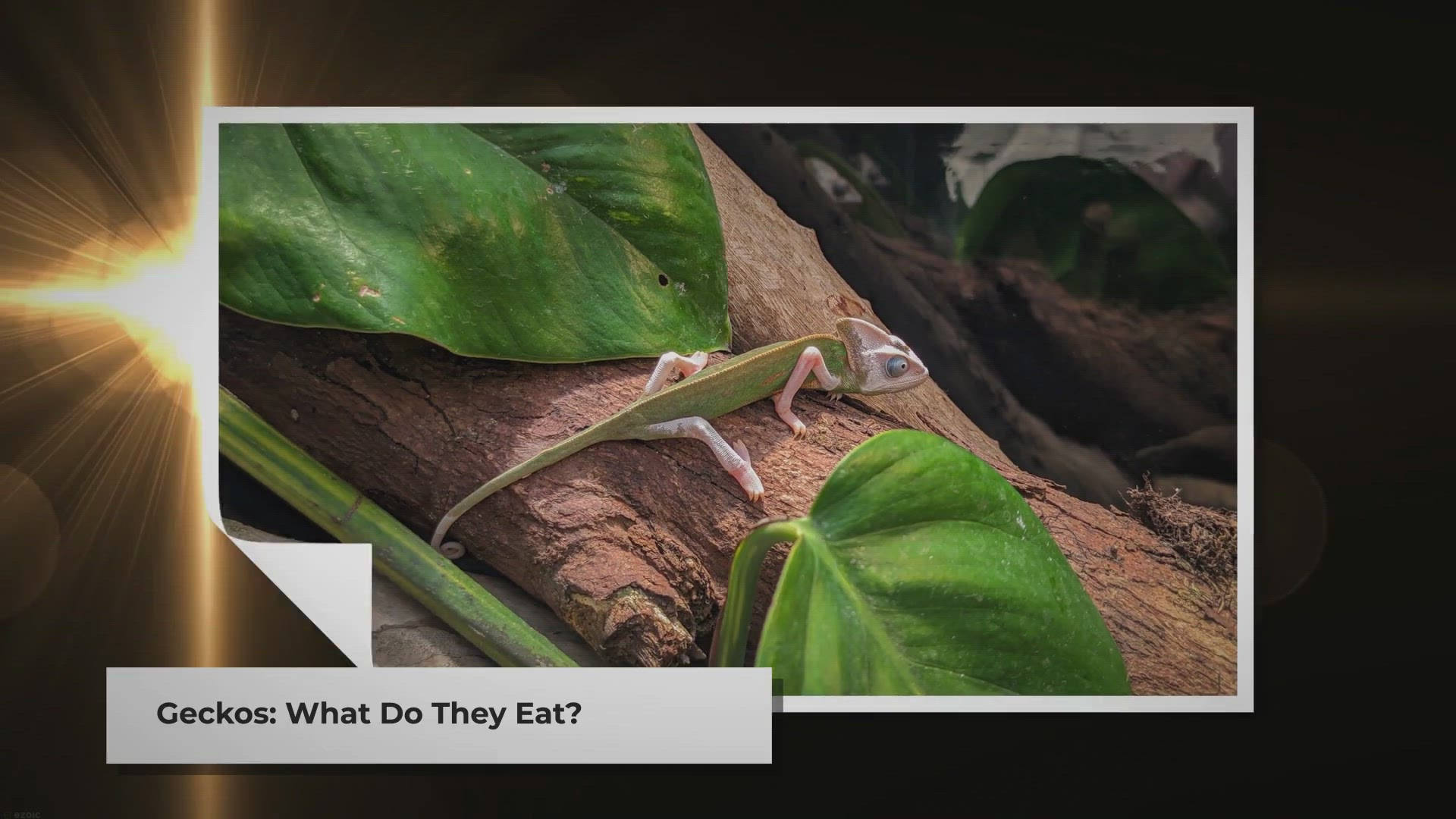 Pro Tip: Don't Eat Live Geckos or Earthworms