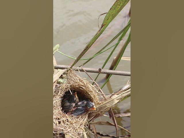 'Video thumbnail for Top Bord Cries Feed   #birdslover #birdspotting #nature #birdparenting #birdkids #birds #birdparent'