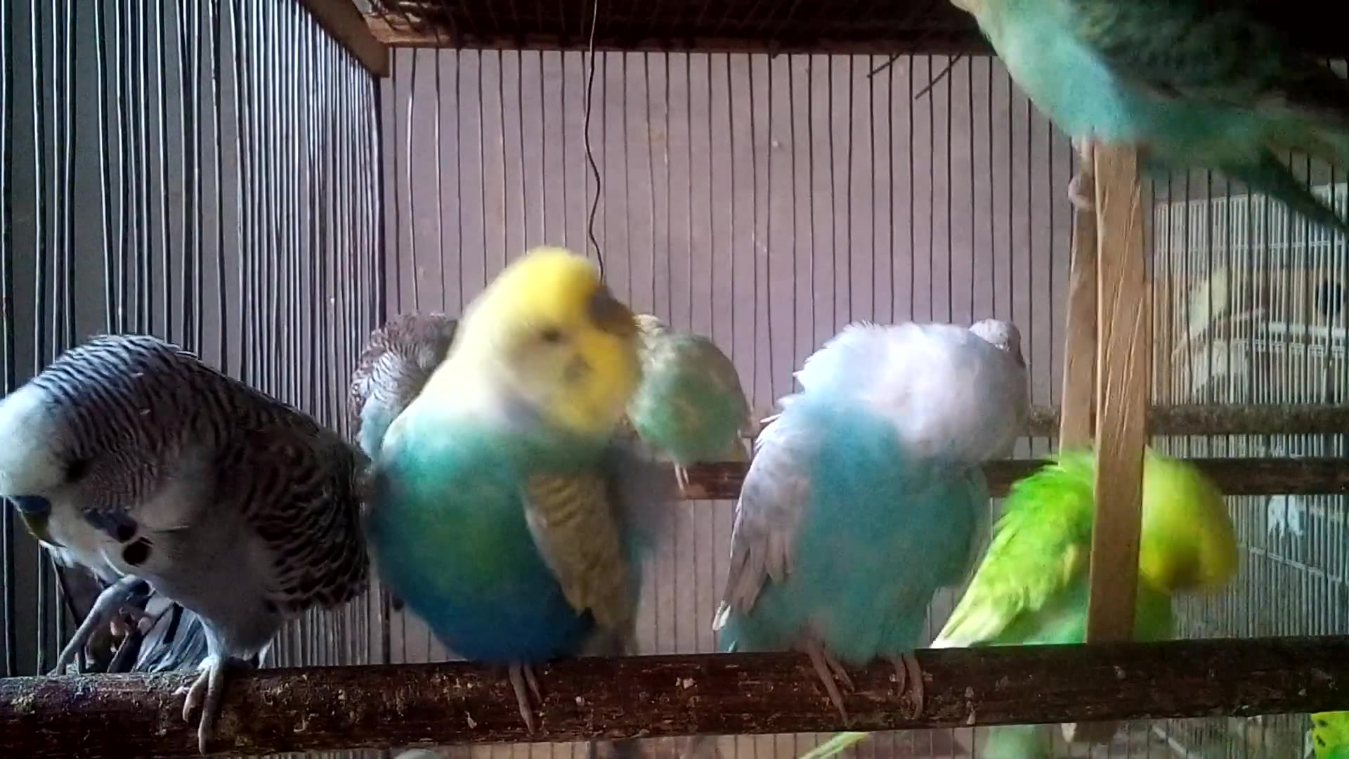 'Video thumbnail for No Voice, No Music – Only Pure Feathered Love ❤️'