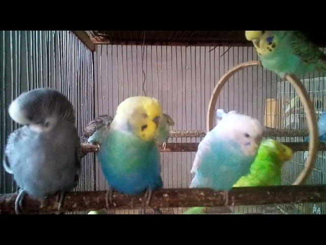 'Video thumbnail for No Voice, No Music – Only Pure Feathered Love ❤️'