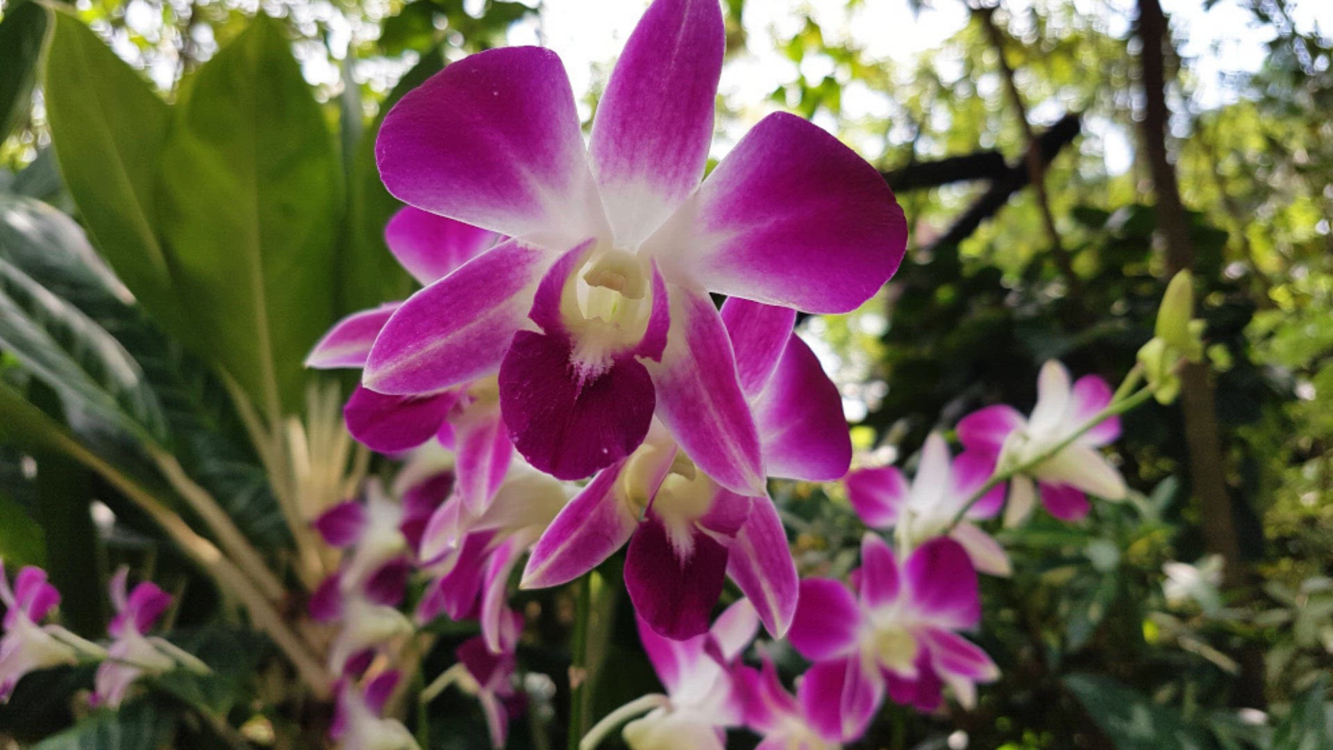 Video thumbnail for Le jardin aux Orchidées