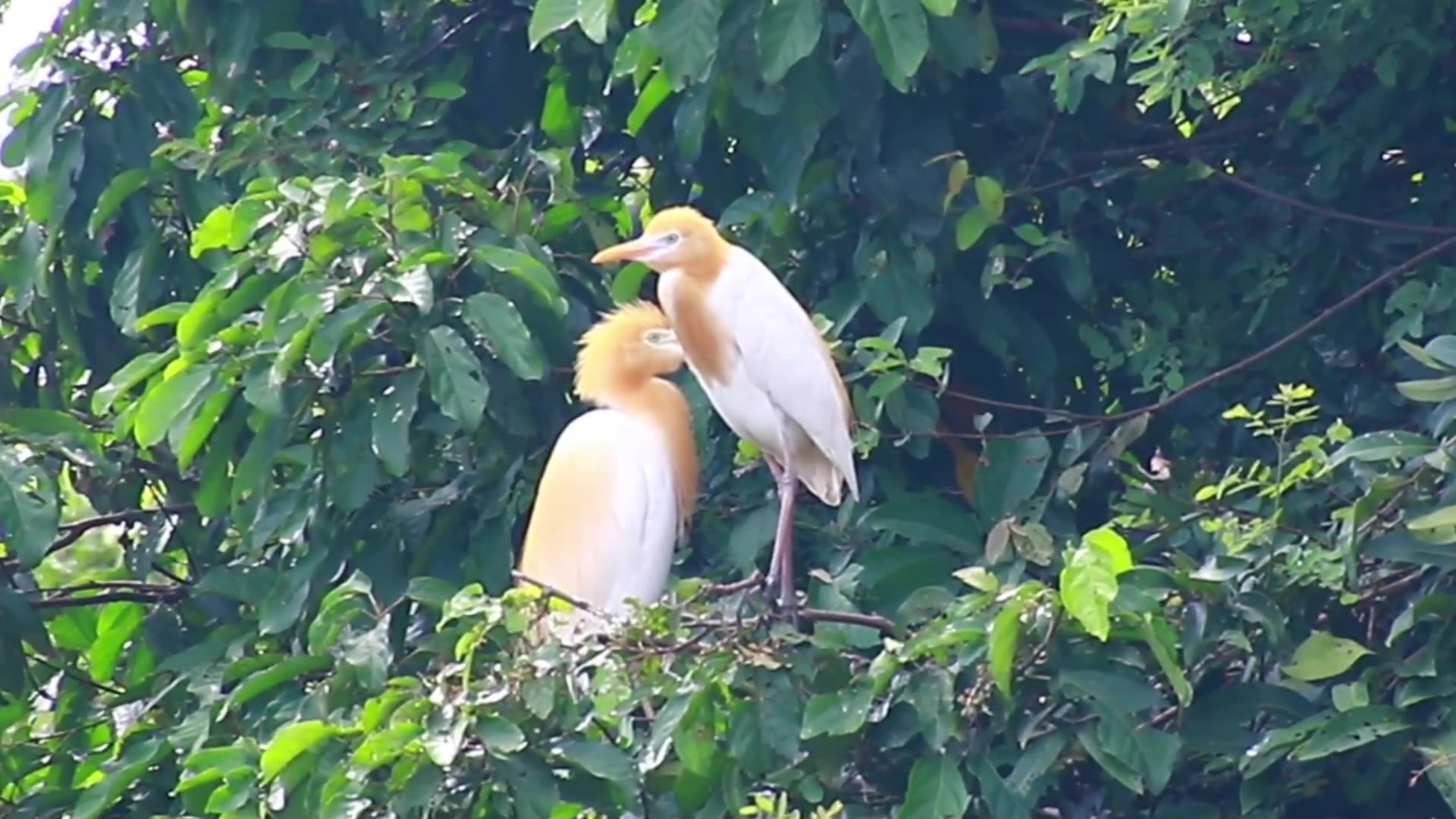 'Video thumbnail for Amazing of lake - Cute bird growth evereryday & find nest or food eat here'