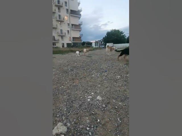 'Video thumbnail for #happy #dog #gsdpuppy #gsd #baloocreate'
