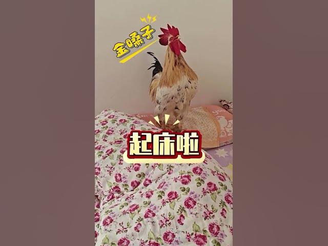 'Video thumbnail for Como acordar feliz pela manhã #animais #pets'