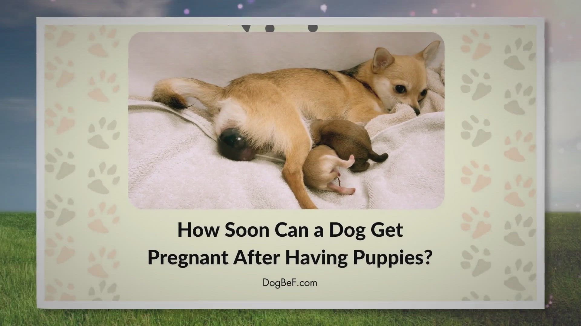 How Soon Can A Dog Get Pregnant After Having Puppies?  