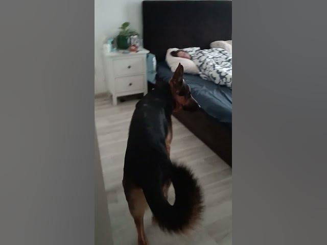 'Video thumbnail for Baloo in action'