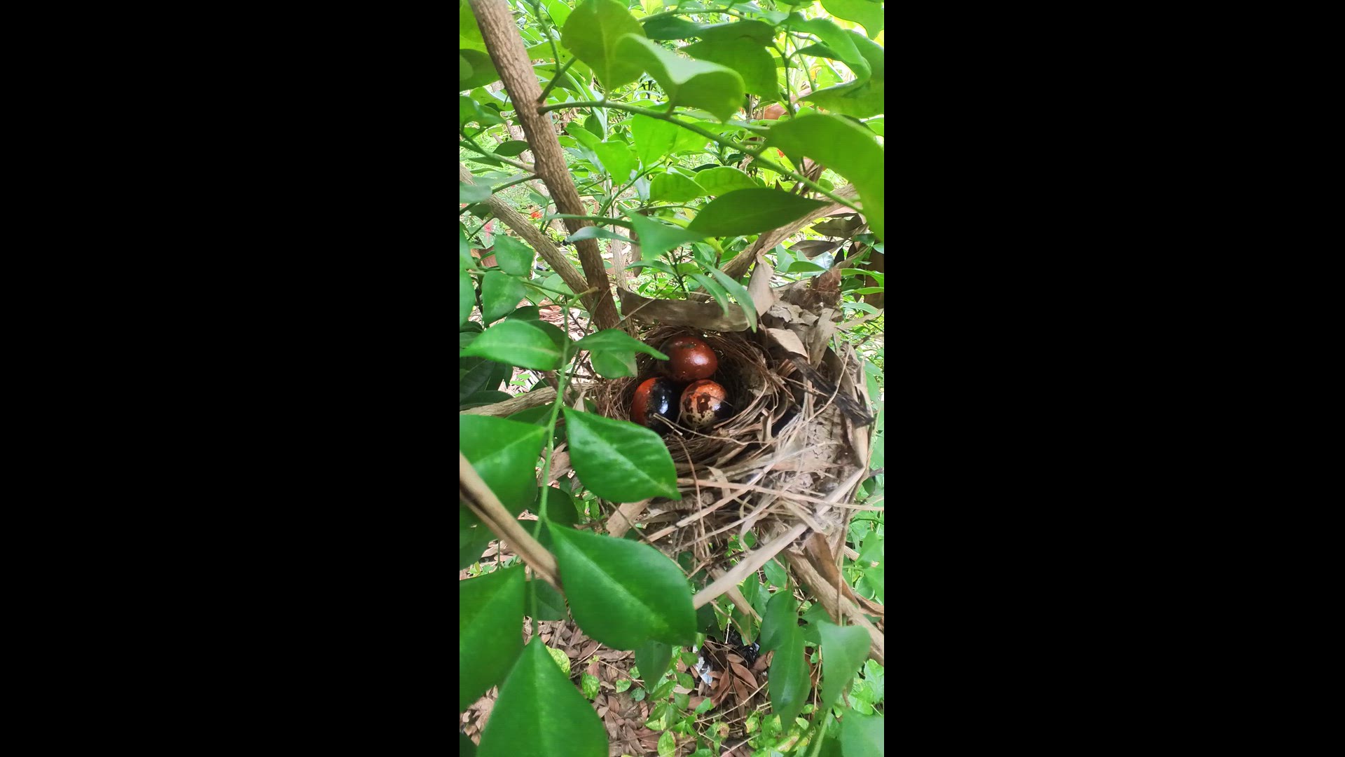 Video thumbnail for Top Egg Bird #babybird #dove #dovebird #nestbird #shortbird #nestdove #birdeat #birdfeed