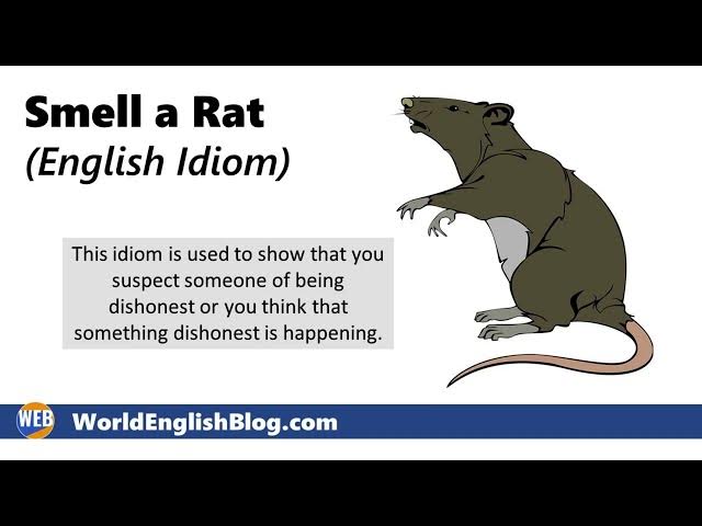 'Video thumbnail for Smell a Rat - English Idiom 🐀'