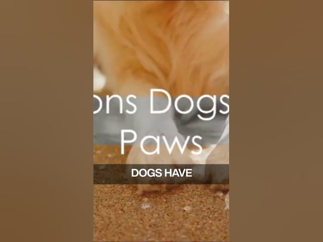 'Video thumbnail for Why do Dogs Lick their Paws?'
