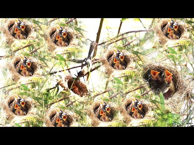 Video thumbnail for Nest small wild bird upper water lake | Babie crie eat food here
