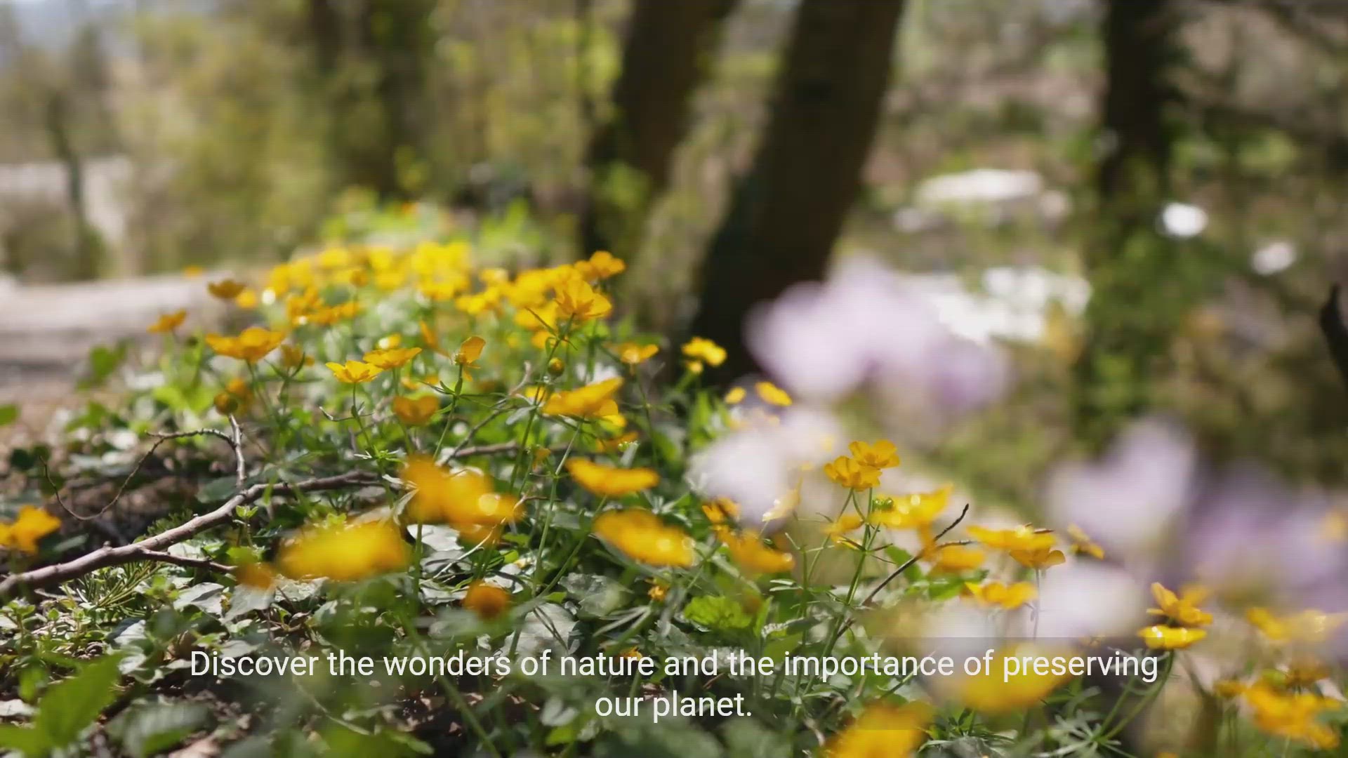 'Video thumbnail for Exploring the Impact of Environmental Conservation'