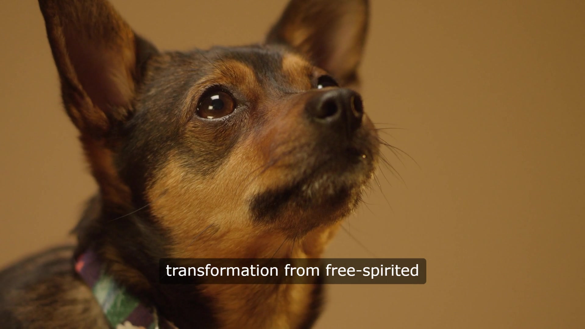 Video thumbnail for When Magic Fails: A Tale of Collar Chasing and Leash Dependence